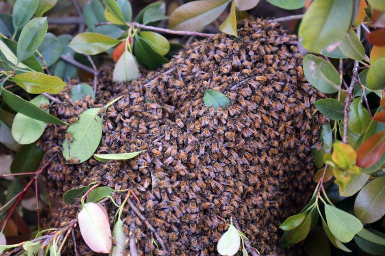 Relocating a Swarm of Bees After the Almond Bloom
