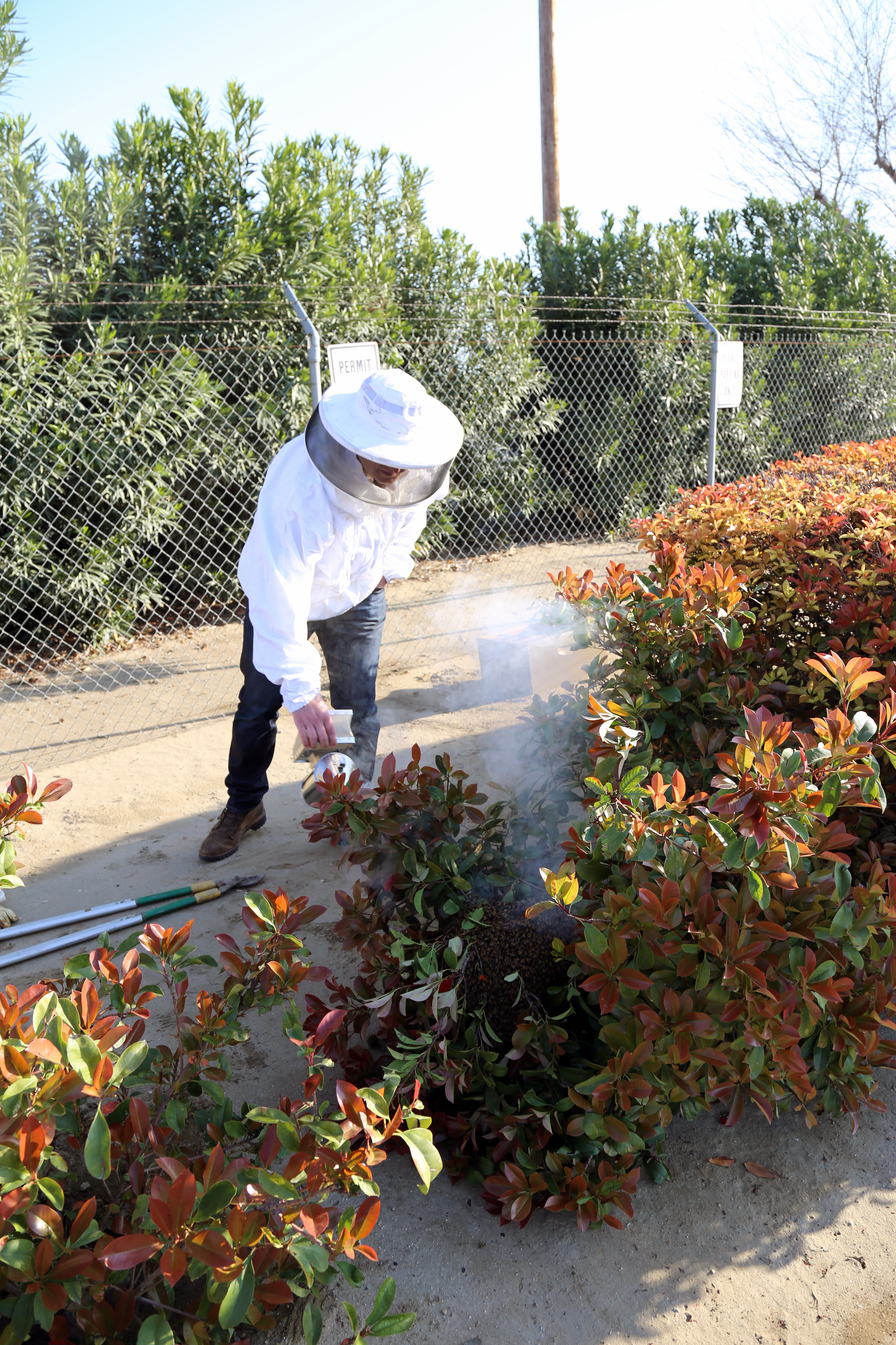 Smoking Honey Bees