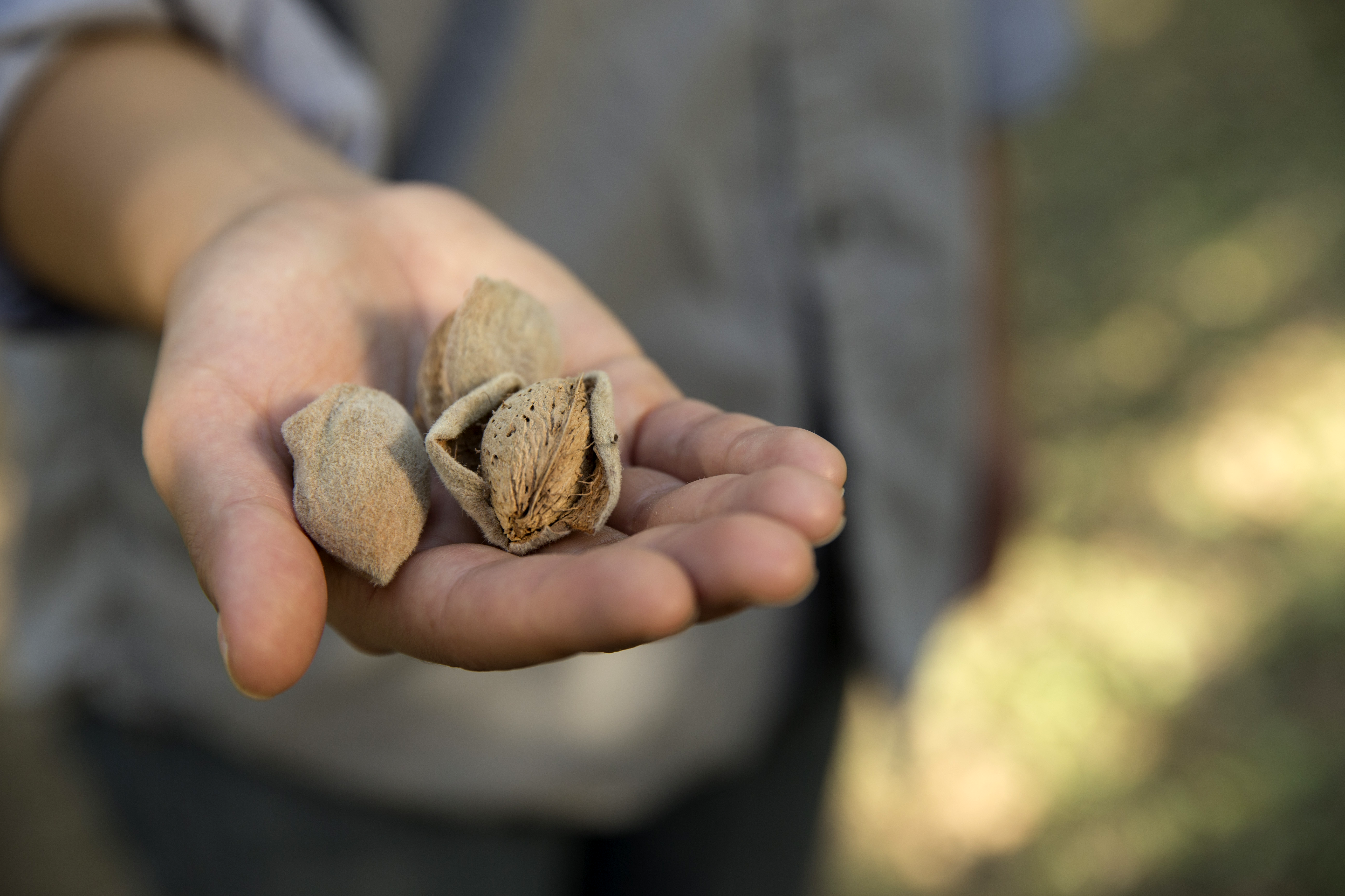 Almonds in Hand