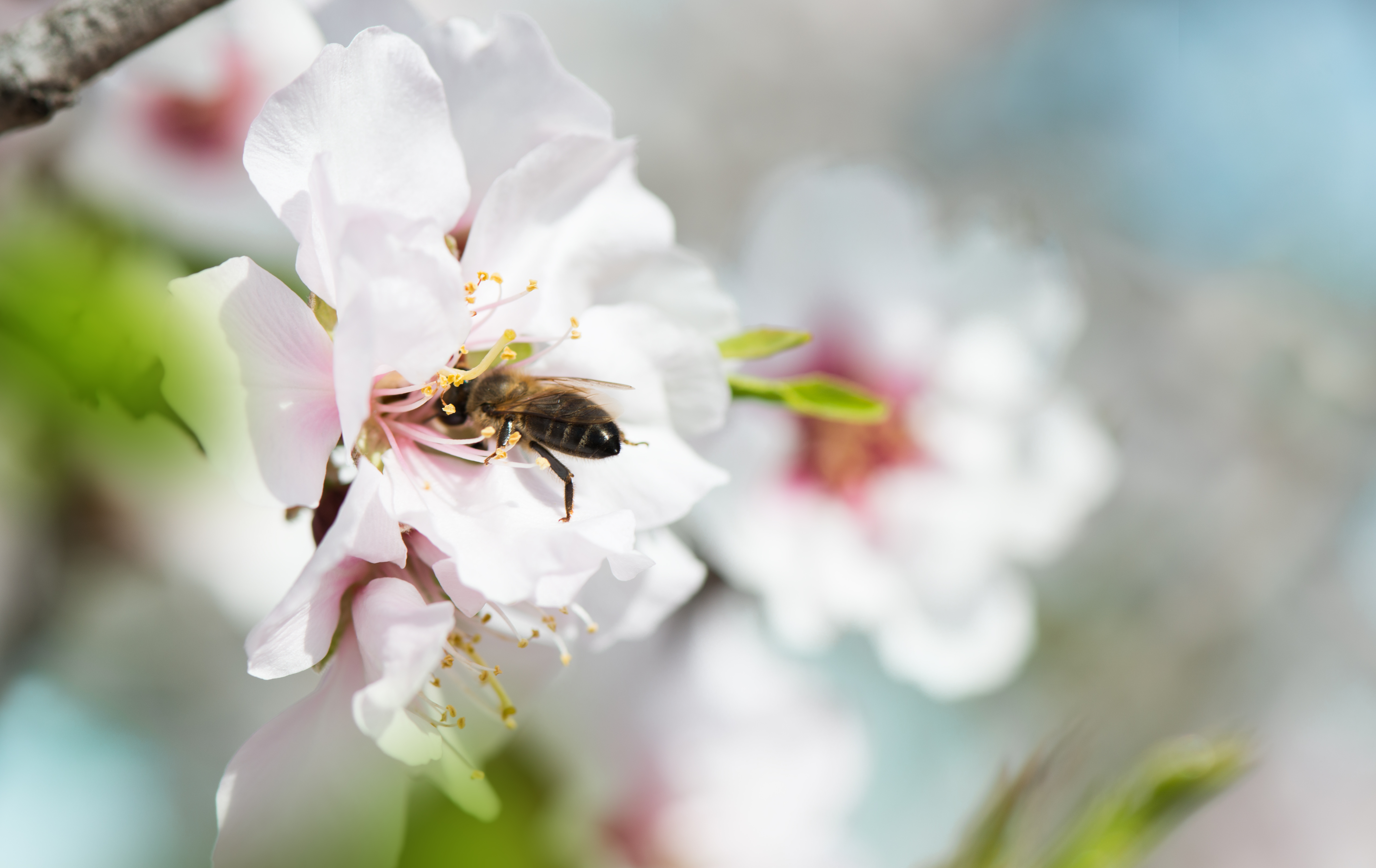 Almond Blossoms and Bees