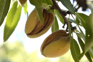 Almond Tree Fruit