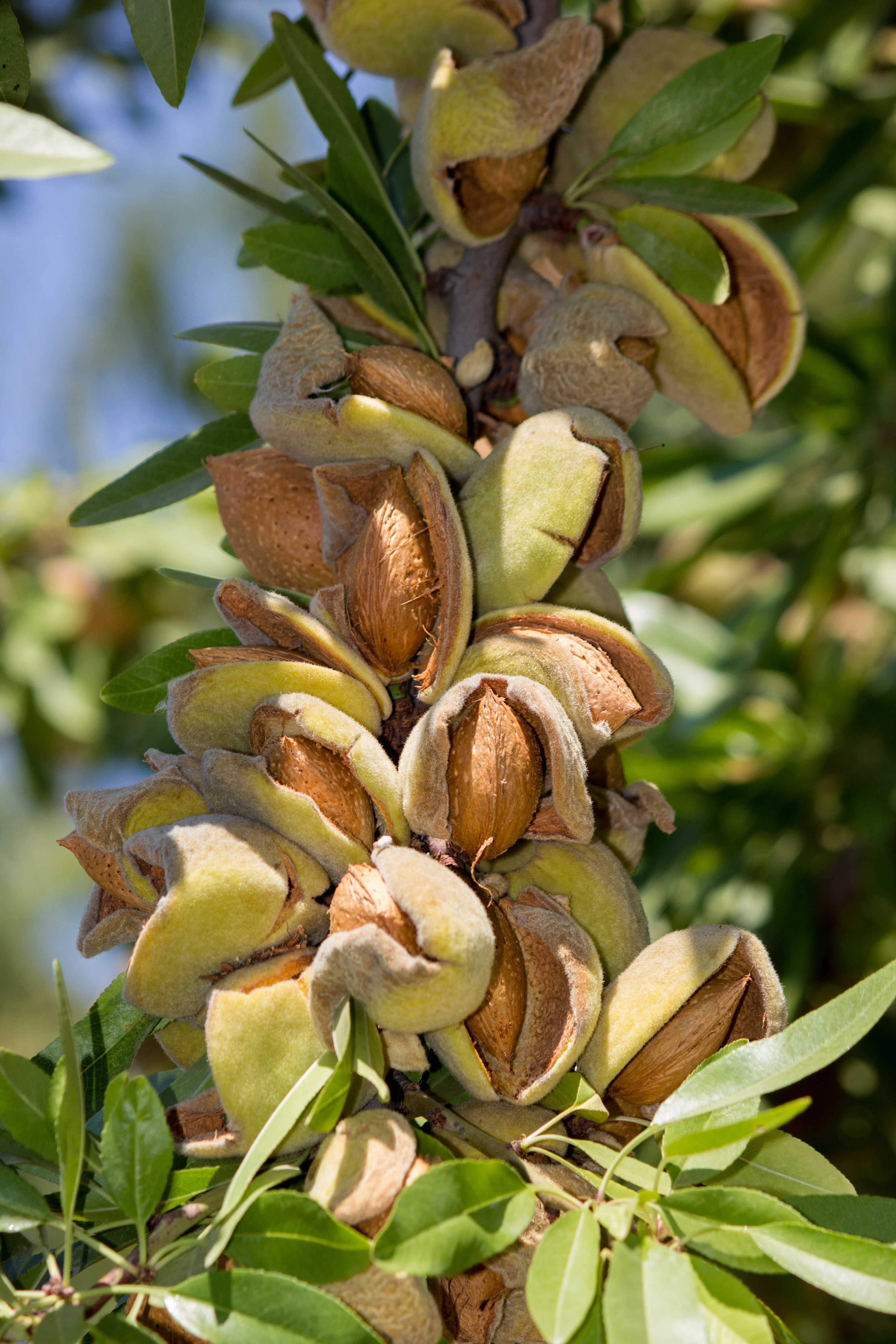 Almond Hulls Splitting