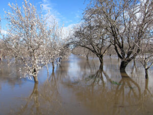 Flooded-Sonora-and-Nonpareil-near-Durham