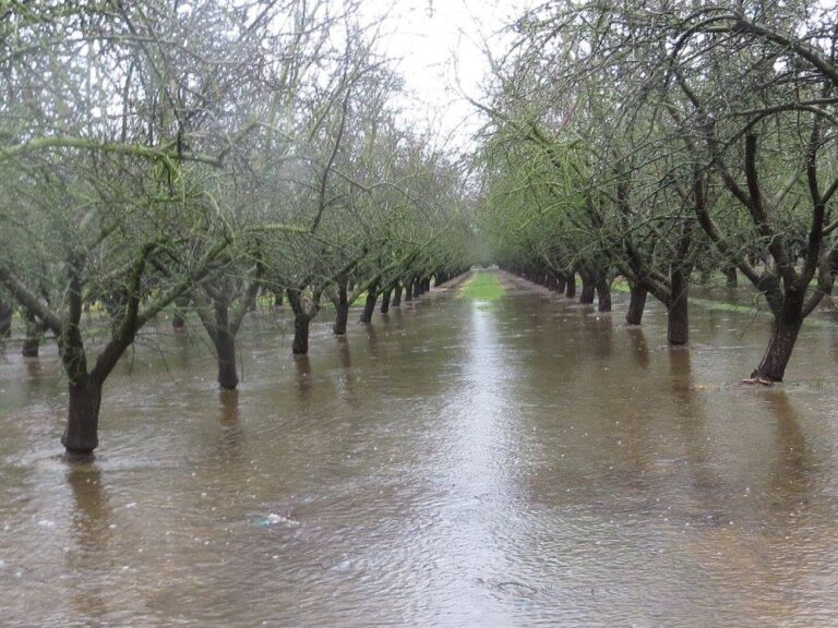 Treehouse Almonds Almond Orchard