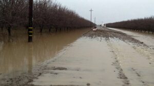 flooded orchard
