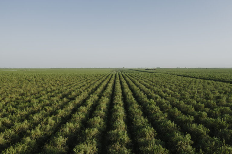 Treehouse Almonds Almond Farm