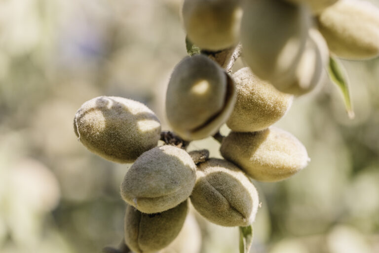 Almonds on a Tree Branch