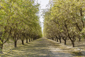 Almond Trees