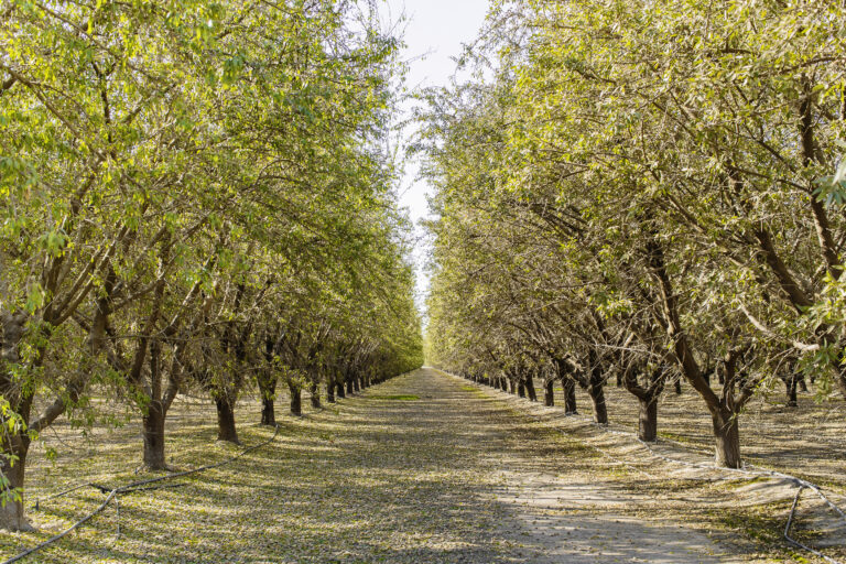 Treehouse Almonds Almond Orchard