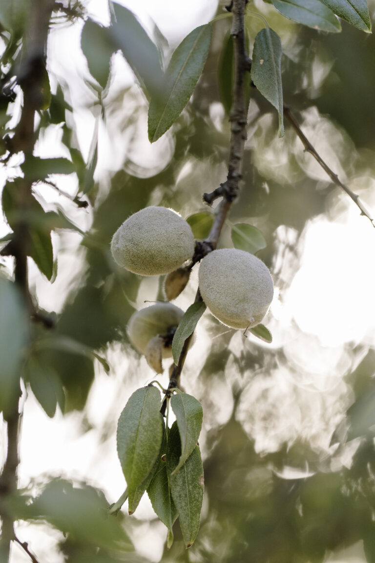 Almond Tree Branch