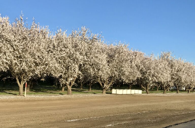 Treehouse Almond Update