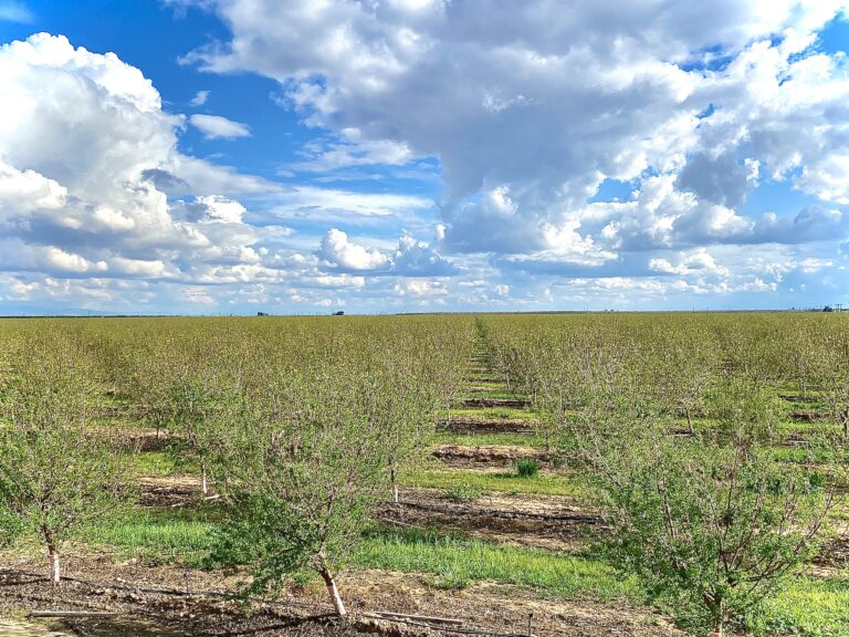 Treehouse Almonds Almond Orchard