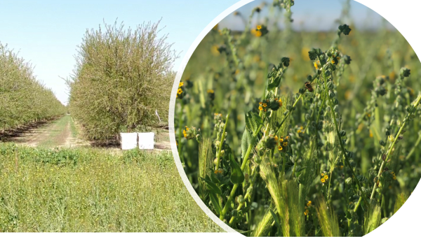 Treehouse California Almonds Sustainability Program