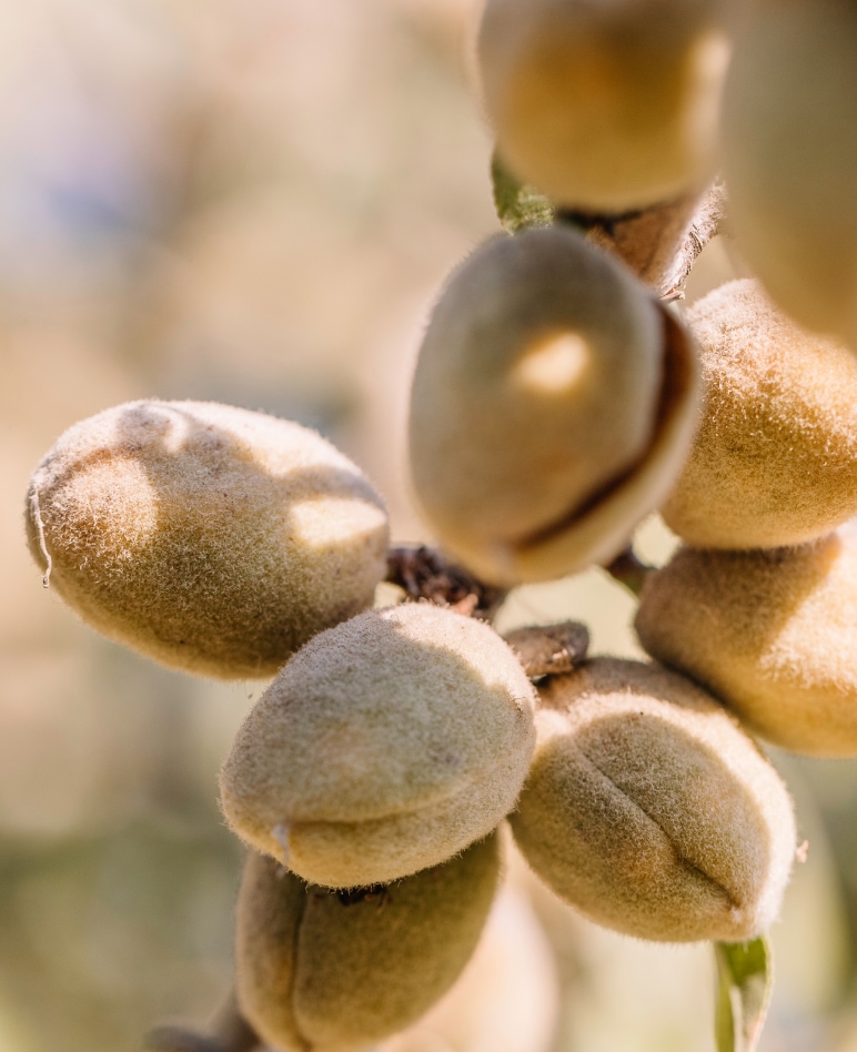 Organic Almond Growing