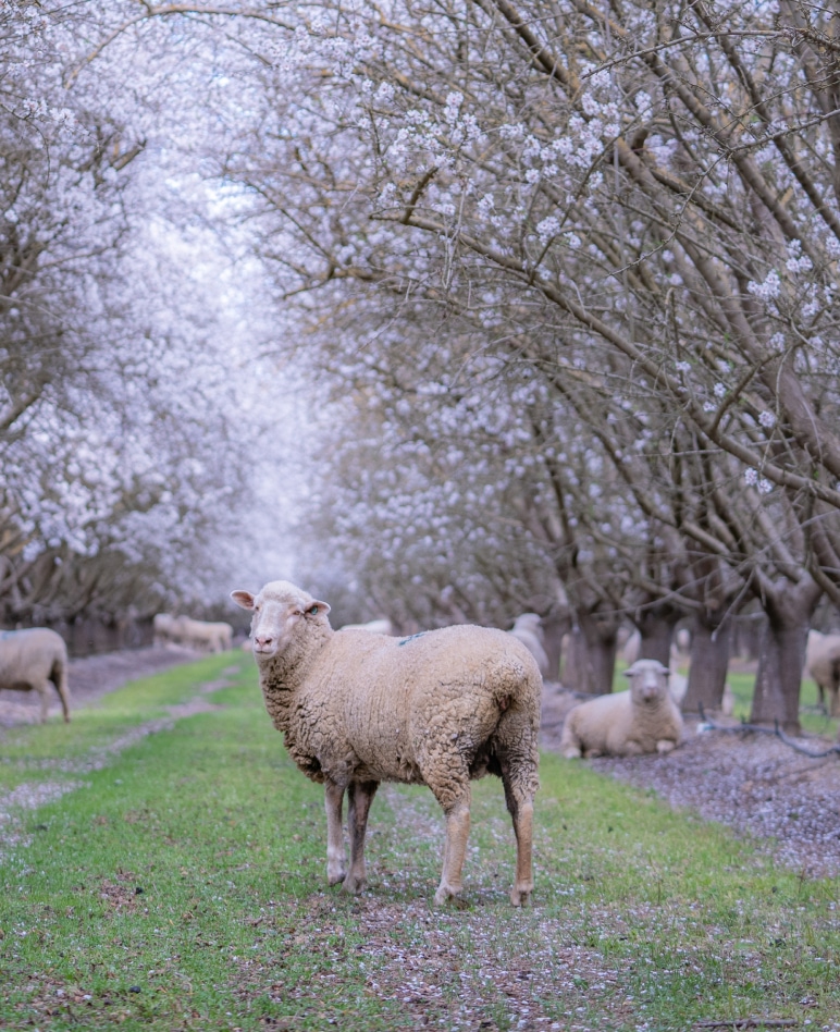 Sheep Scattered in the Almond Orchard - The Almond Project & Other Case Studies
