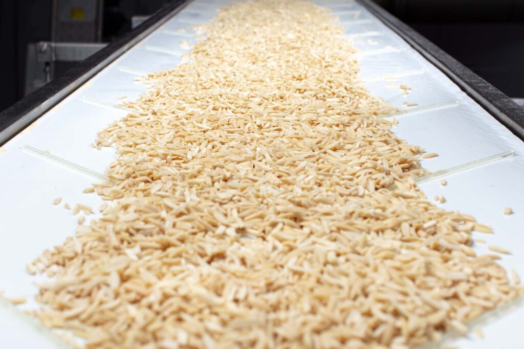 Organic blanched slivered almonds going up conveyer belt