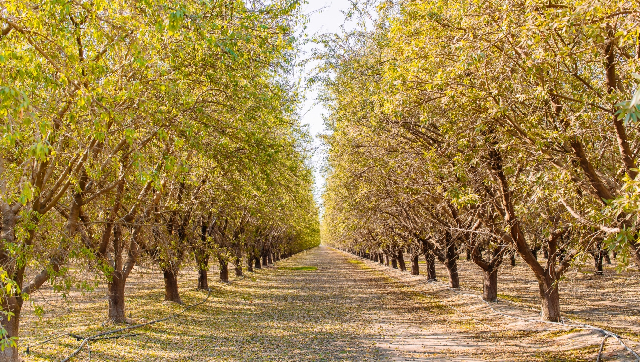 Treehouse Almonds Orchard - Orchard Stewardship