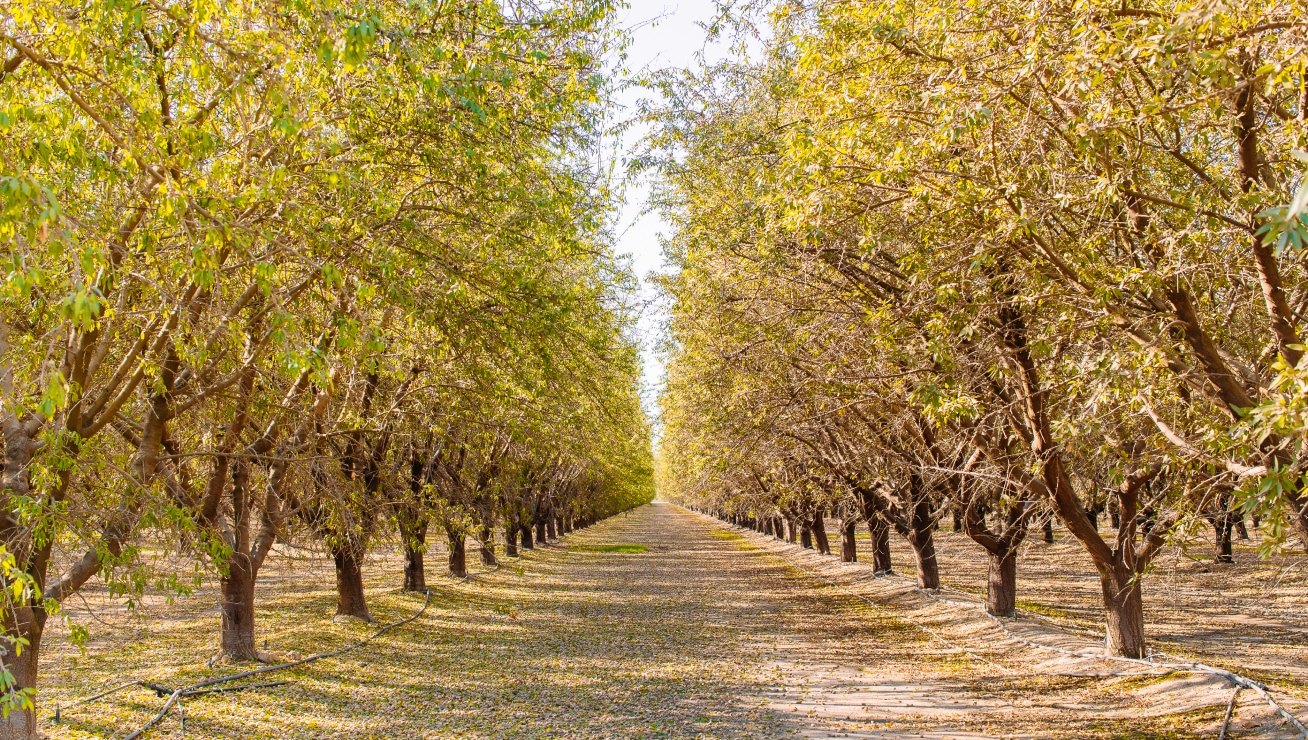 Treehouse Almonds Orchard - Orchard Stewardship
