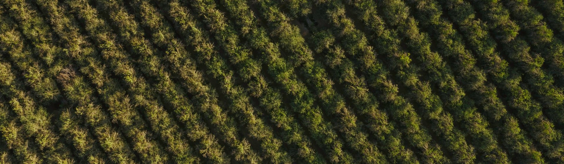 Overhead shot of Treehouse Almonds Farm