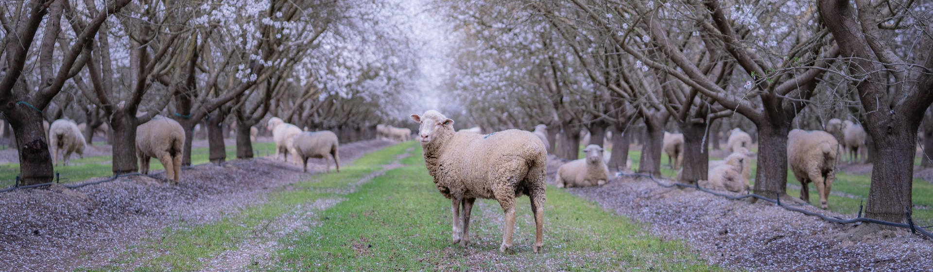 Sheep Scattered in the Almond Orchard - Treehouse Almonds Partnership