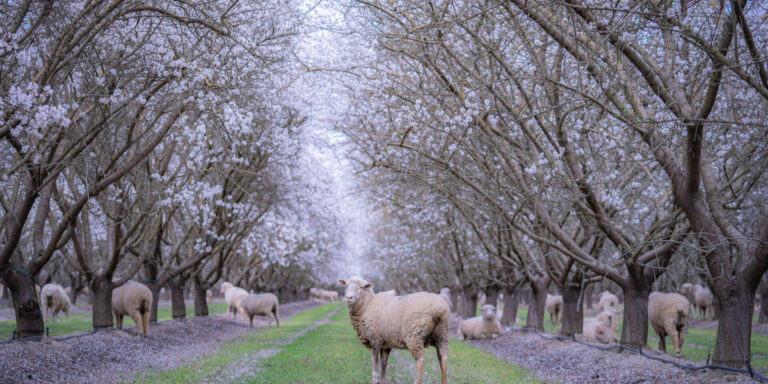 Sheep Scattered in the Almond Orchard - The Almond Project