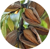 Maturing nuts