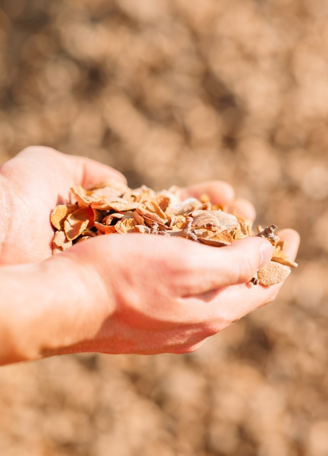 Almonds in Palms of Hands - Social Sustainability Starts at Home
