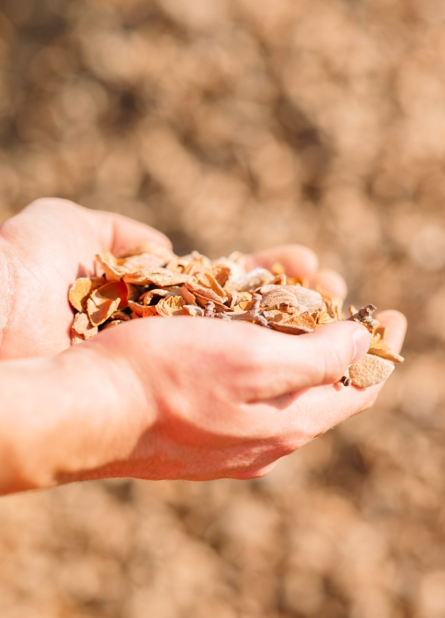 Almonds in Palms of Hands - Social Sustainability Starts at Home