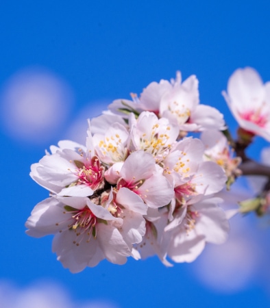 Bee on Flowers - Bee-friendly, control of orchard floor