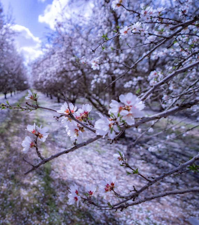 Blooming almond tree with close-ups of the flower bud - 1k Acres of land preserved for generations to come