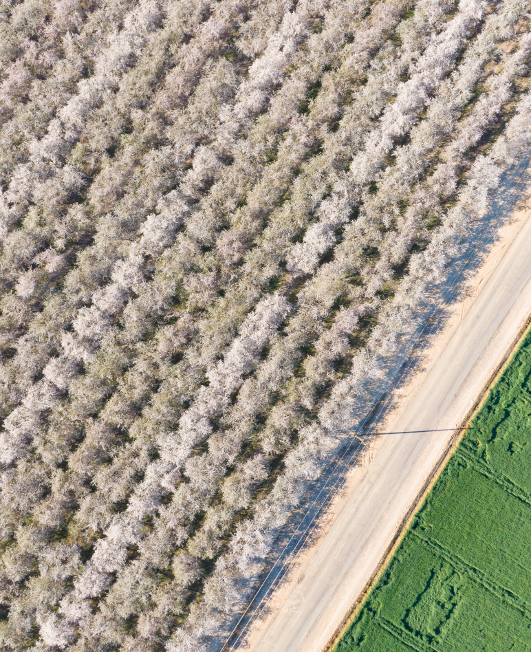 Treehouse Almond Orchard - Seeking Carbon Neutrality