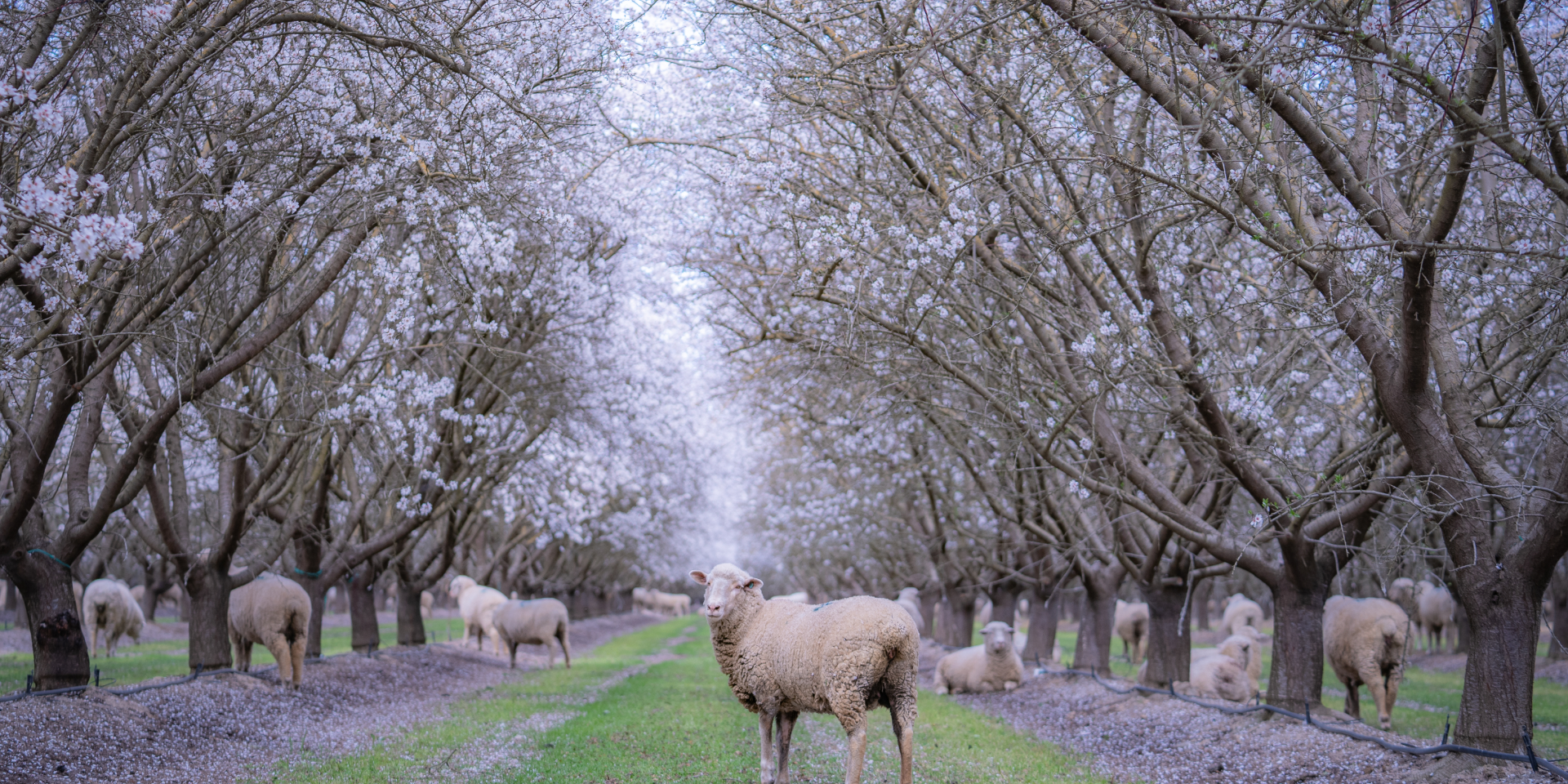 Sheep scattered in the almond orchard - The Almond Project