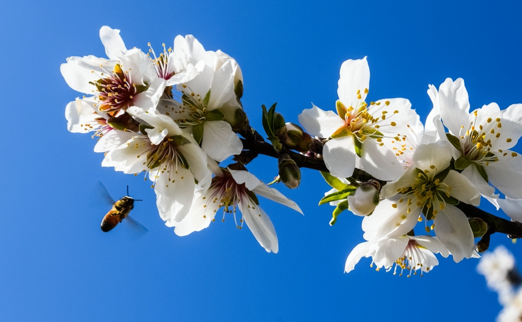 Bee flying near flowers on a tree branch