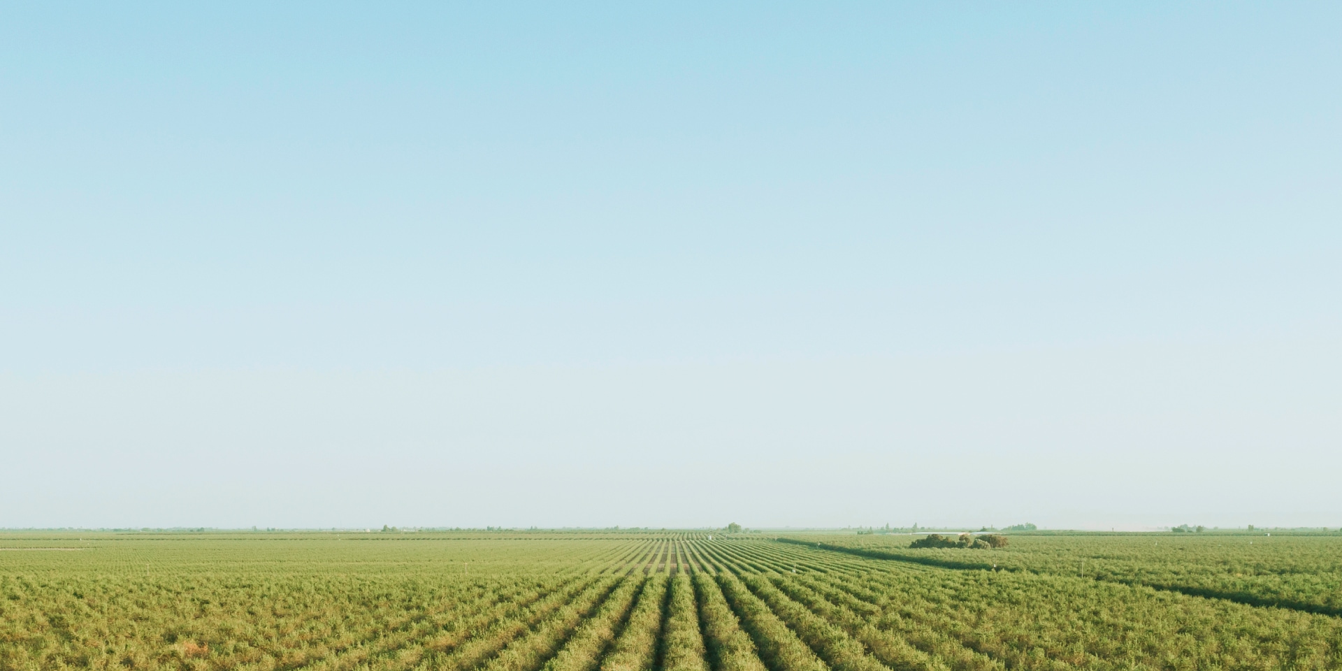 Sustainable Almond Growing in Wasco, California