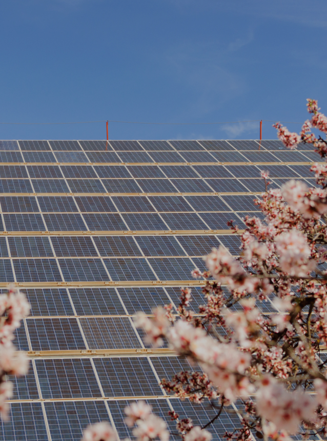 Solar power panels with blooming almond trees