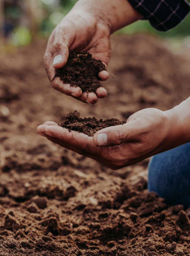 Person Holding Soil in Their Hands - 310 Acres undergoing commercial scale soil regeneration studies