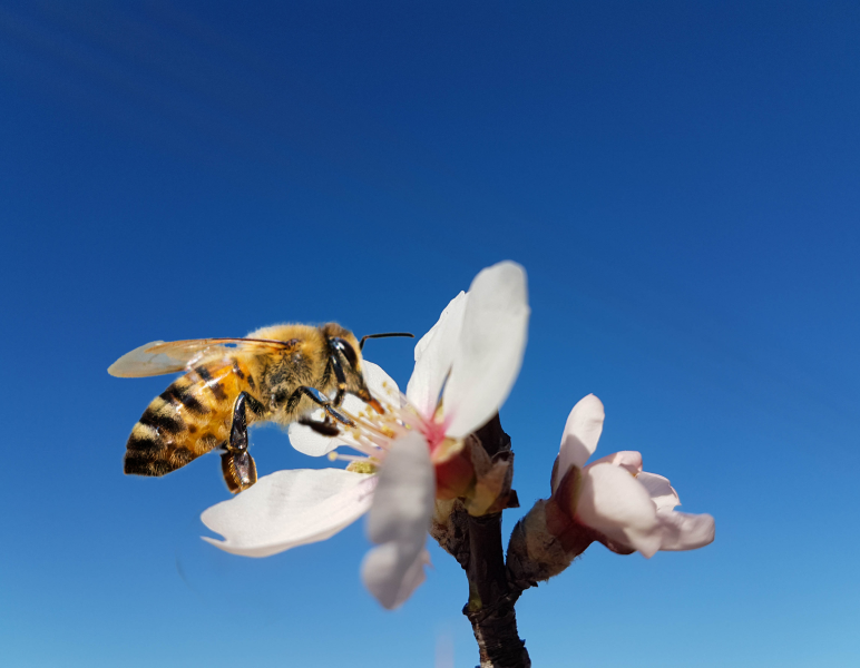 Creating a Welcome Home for Vital Pollinators