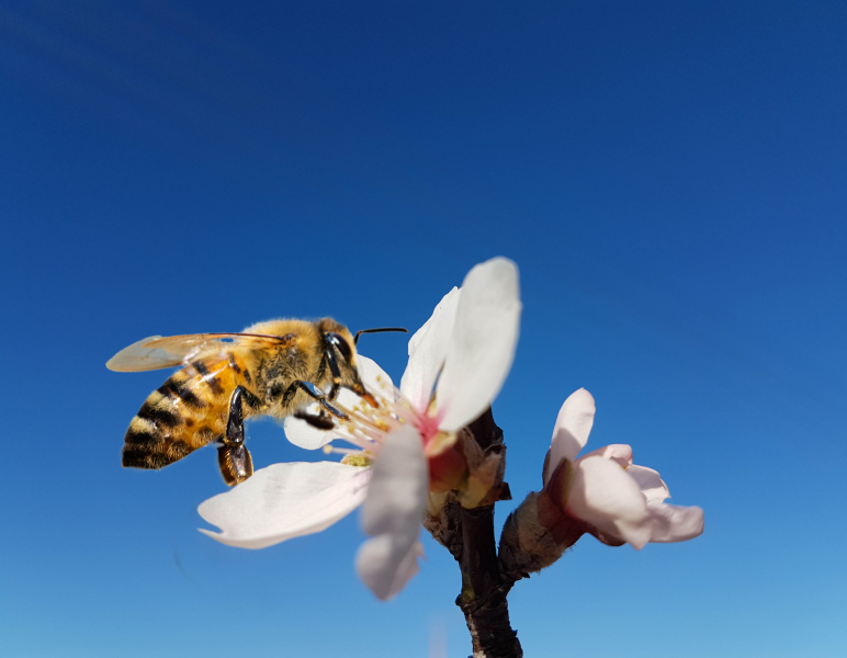 Bee Sitting on a Flower - Creating a Welcome Home for Vital Pollinators