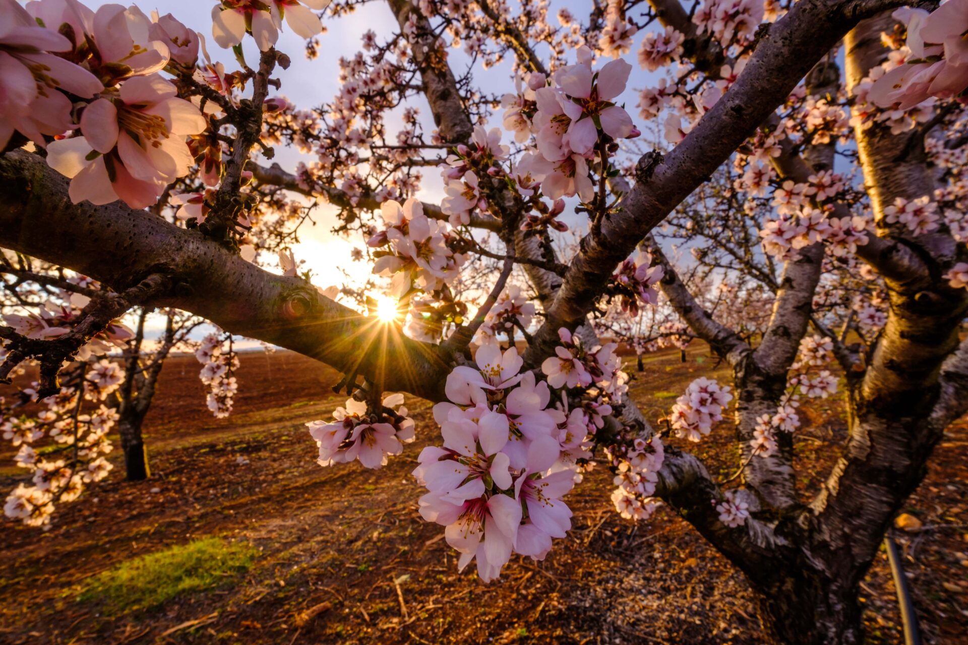 Treehouse Almond Tree - Almond Processing Facilities