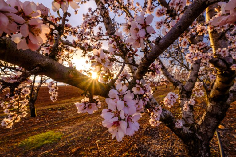 Treehouse Almond Tree - Almond Processing Facilities