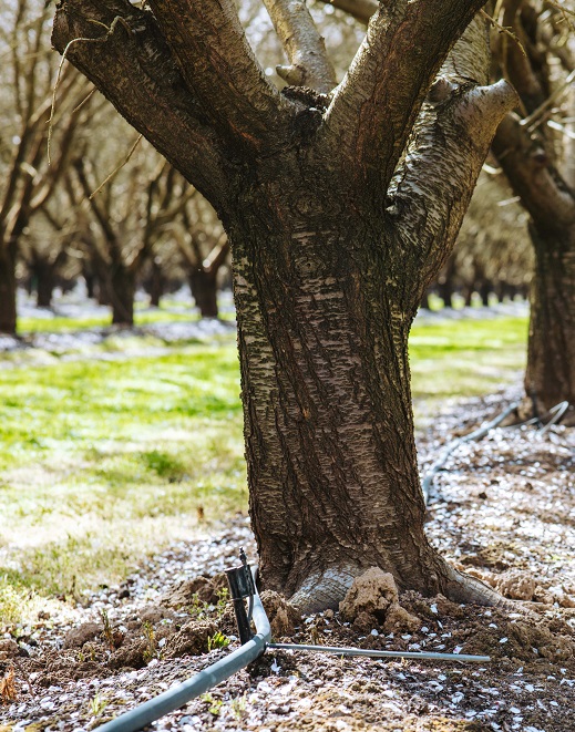 Treehouse Almonds Tree - 100% Of our orchards save water by using microsprinklers or drip irrigation
