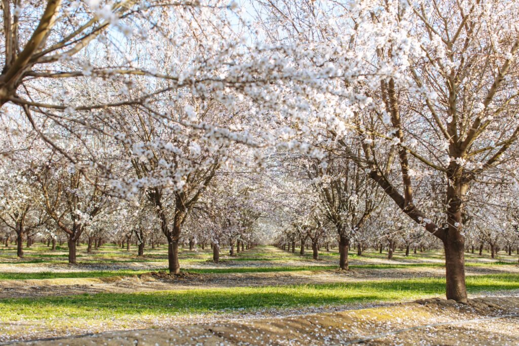 Treehouse Almond Market Update May 11, 2023 Treehouse California