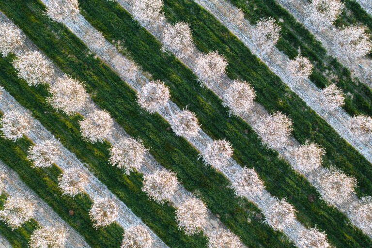 Ariel shot of almond orchard during bloom