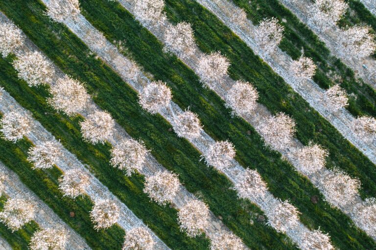 Ariel shot of almond orchard during bloom