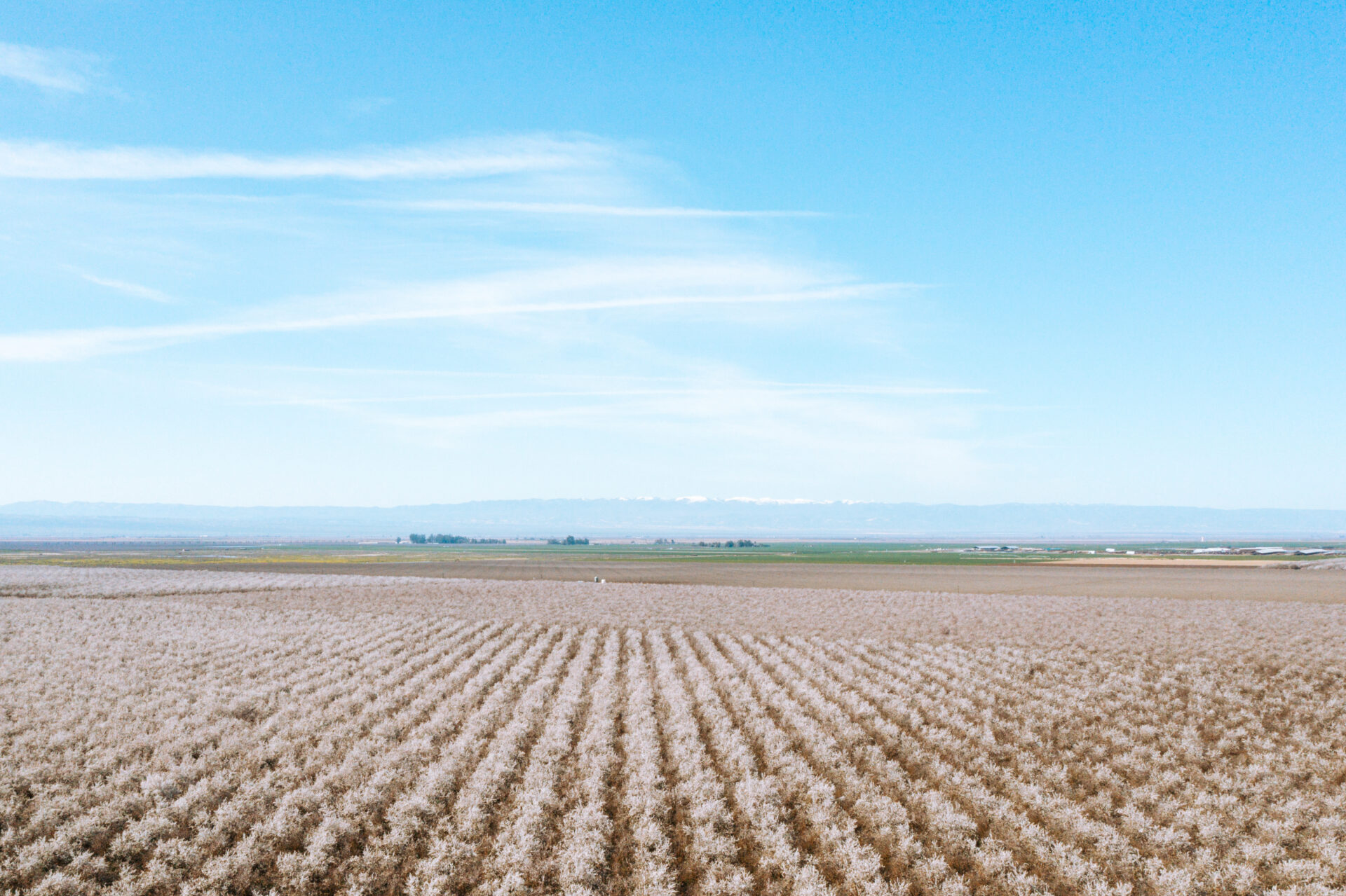 Almond Orchard Stewardship