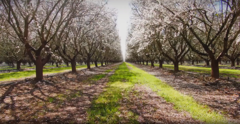 Treehouse Almonds Orchid - Almond Orchard Stewardship