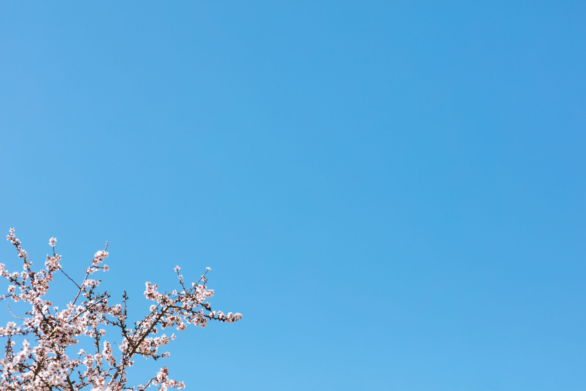 Organic Almond Growing