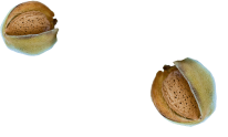 two inshell almonds