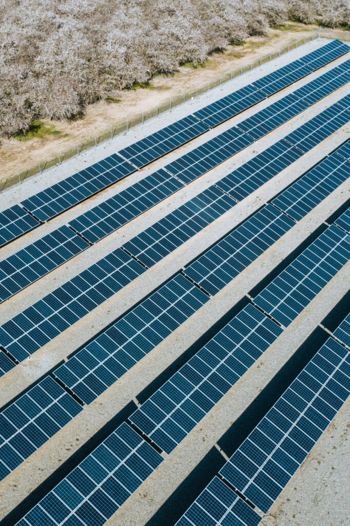 Solar power panels next to blooming almond trees