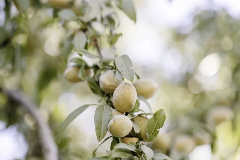 Innovation in the Food Industry: Trends and Opportunities with Organic Almond Ingredients